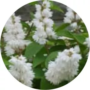 Bridal wreath - Plants