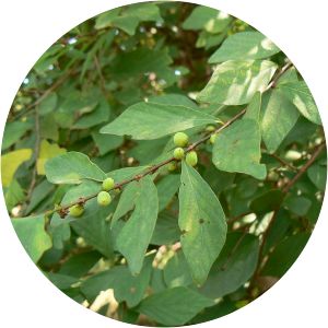 Bridelia montana - Plant