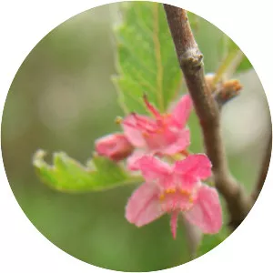 Bridgesia incisifolia - 