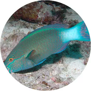 Bridled Parrotfish