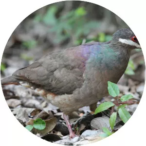 Bridled quail-dove - Bird