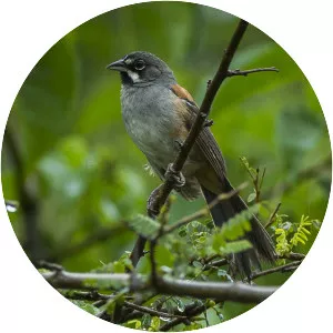 Bridled sparrow
