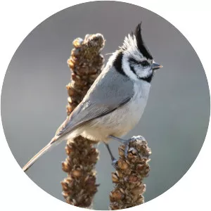 Bridled titmouse