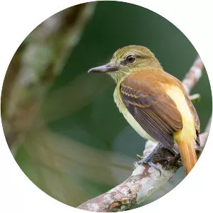 Bright-rumped attila