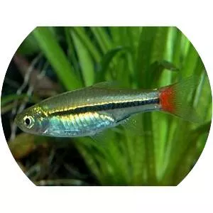 Brilliant rasbora