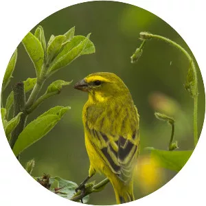 Brimstone canary