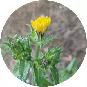 Bristly oxtongue