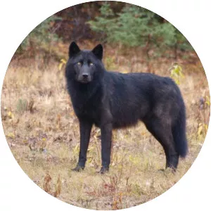 British Columbia wolf - Animal
