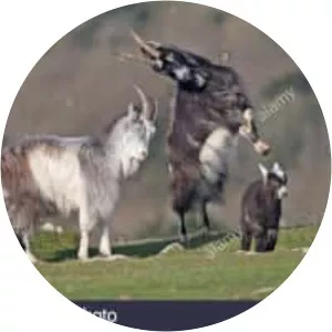 British Primitive goat