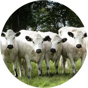 British White cattle