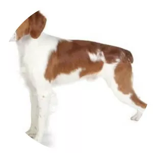 Brittany dog