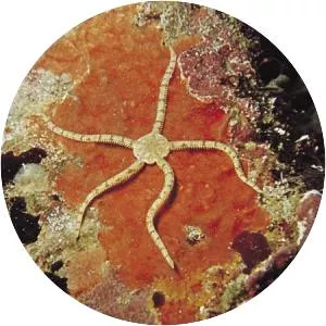 Brittle stars