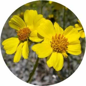 Brittlebush