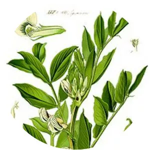 Broad bean - 