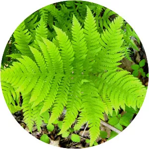 Broad beech fern - Plants