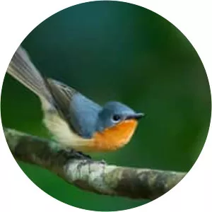 Broad-billed flycatcher