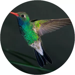 Broad-billed Hummingbird
