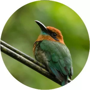 Broad-billed motmot