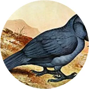 Broad-billed parrot - 