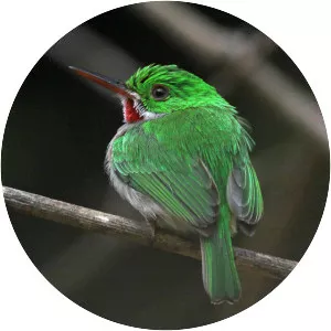 Broad-billed tody
