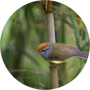 Broad-billed warbler - 
