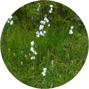 Broad-leaved cotton-grass - Plants