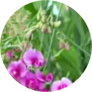 Broad-leaved sweet pea