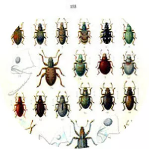 Broad-nosed weevils - Insect