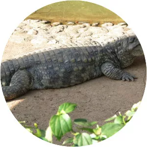 Broad-snouted caiman