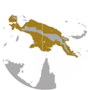 Broad-striped tube-nosed fruit bat - Animal