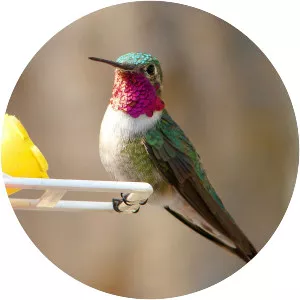 Broad-tailed hummingbird