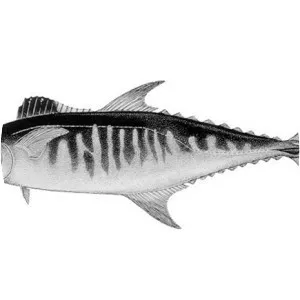 Broadbarred king mackerel