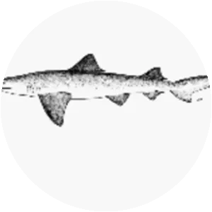 Broadfin shark - 