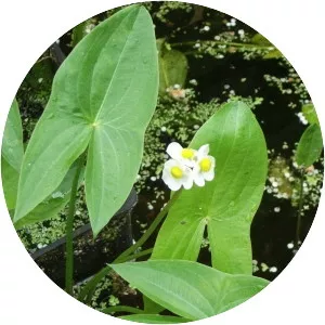 Broadleaf arrowhead - Plants