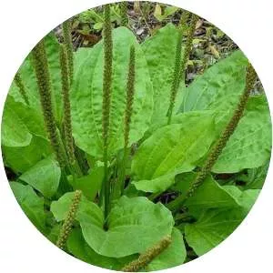 Broadleaf plantain - Plants