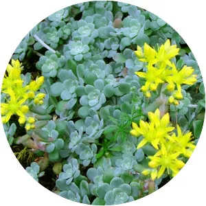 Broadleaf stonecrop - 