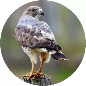 Broadwinged hawk