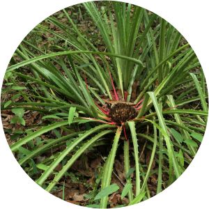 Bromelia karatas