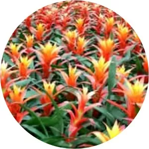 Bromeliads - Plants