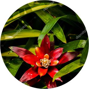 Bromelioideae