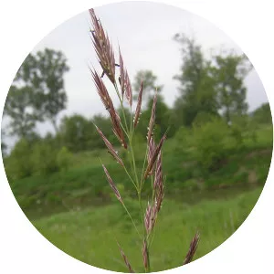 Bromus erectus - Plants