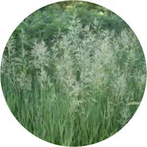 Bromus inermis - Plants