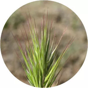 Bromus madritensis - Plants