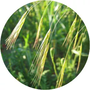 Bromus sterilis - Plants