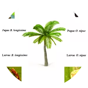 Brontispa longissima