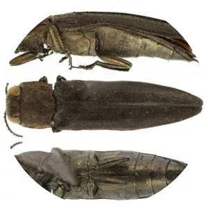 Bronze birch borer