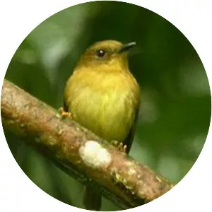 Bronze-olive pygmy tyrant