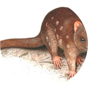 Bronze quoll - Animal
