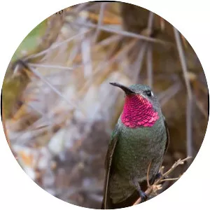 Bronze-tailed comet - 