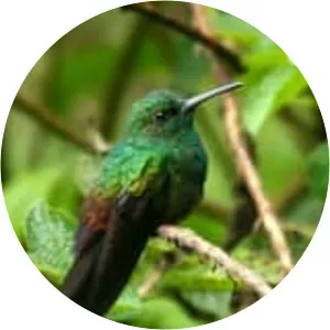 Bronze-tailed plumeleteer - Bird